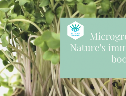 Microgreens, nature’s immune booster