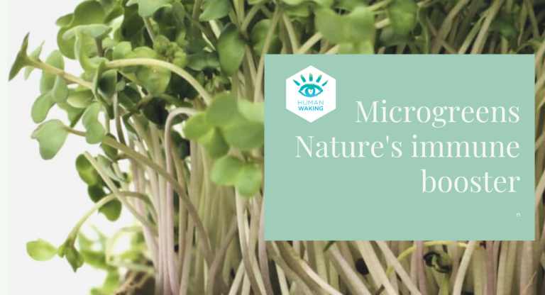 Read more about the article Microgreens, nature’s immune booster